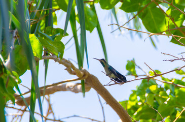 Colibrí posado descansando en una rama. © VaninaNerea