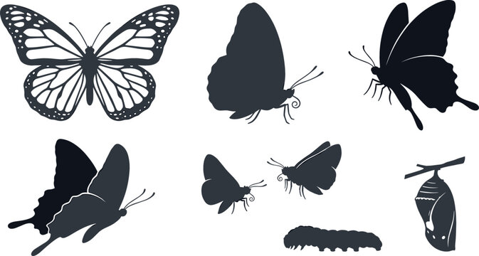 Butterfly silhouette vector illustration set featuring lifecycle stages with caterpillar pupa chrysalis cocoon and various insect shapes