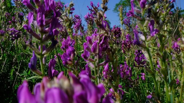 Field of alfalfa, delicate purple flowers. Known scientifically as Medicago sativa, used traditional medicine. Alfalfa has been used to support digestion, reduce inflammation