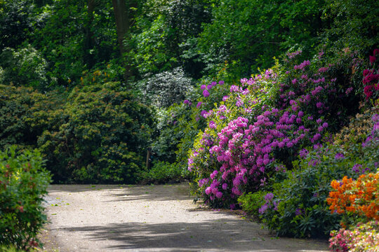 Spring landscape, Purple violet flowers in the park, President Roosevelt is a popular cultivar of Rhododendron, A large genus of species of woody plants in the heath family, Natural floral background.