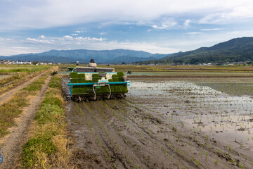 Fototapeta premium 初夏の田植えの風景