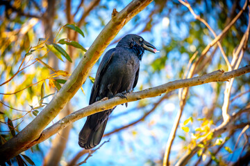 Obraz premium Photograph of an Australian Raven standing on a tree branch on sunny day in the Blue Mountains in New South Wales, Australia