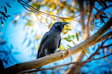 Obraz premium Photograph of an Australian Raven standing on a tree branch on sunny day in the Blue Mountains in New South Wales, Australia