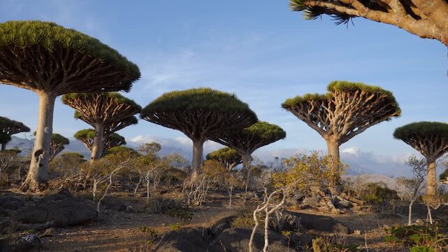 Ancient dragon blood trees spread across a rugged mountain landscape, unique and ecosystem with umbrella-shaped canopies beneath and soft clouds. Steady cam, walking personal perspective of view.