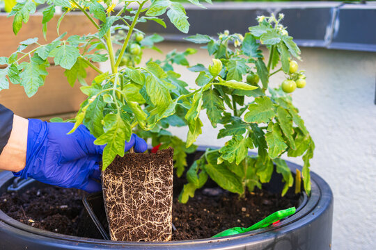Hand holding tomato seedling before planting in summer balcony container garden