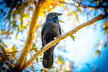 Obraz premium Photograph of an Australian Raven standing on a tree branch on sunny day in the Blue Mountains in New South Wales, Australia