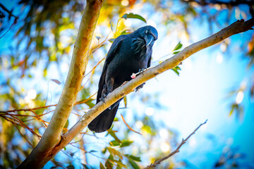 Obraz premium Photograph of an Australian Raven standing on a tree branch on sunny day in the Blue Mountains in New South Wales, Australia