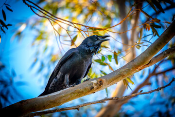 Obraz premium Photograph of an Australian Raven standing on a tree branch on sunny day in the Blue Mountains in New South Wales, Australia