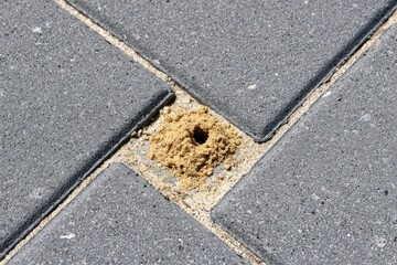Fototapeta premium Tiny sandy hole in paving stones