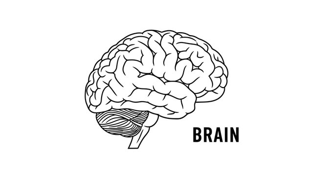 Anatomical human brain vector illustration, minimalist black and white medical diagram, lateral view of cerebral cortex and cerebellum
