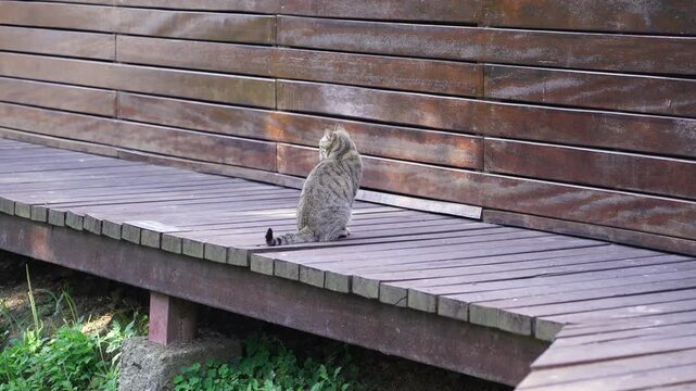 Stray Feline looking at bypassing tourists and asking for food in 4K50p