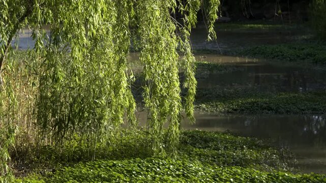 Nature in China Buddhist College Putuoshan College in 4K