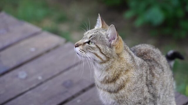 Close-up Handheld shot of a stray cat meowing 4K50p