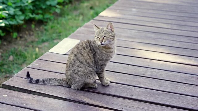 Poor Cat meowing at tourists at the Longshan Scenic Area in Wuxi, China 4K50p