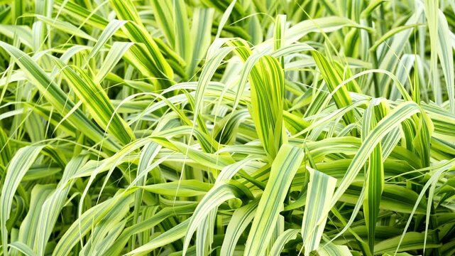 Peaceful View of Arundo donax (Giant Reed Grass) in nature 4K25p