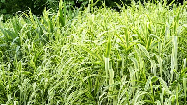 Serene View of Arundo donax (Giant Reed Grass) 4K25p