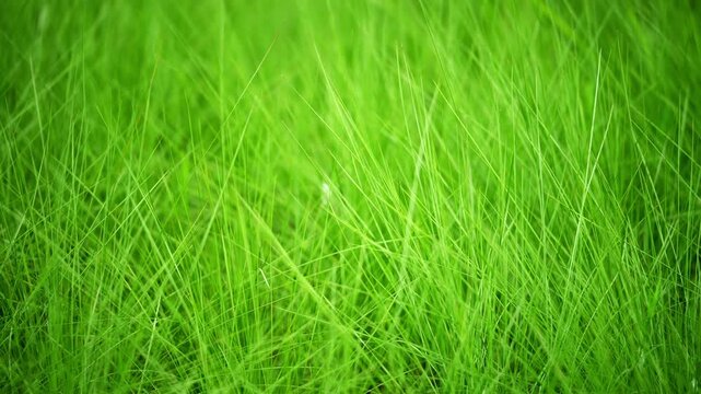 Lush healthy green grass field, perfect natural lawn background texture 4K25p