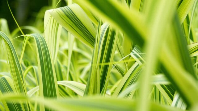 Cinematic documentary footage of Arundo donax (Giant Reed Grass) 4K25p