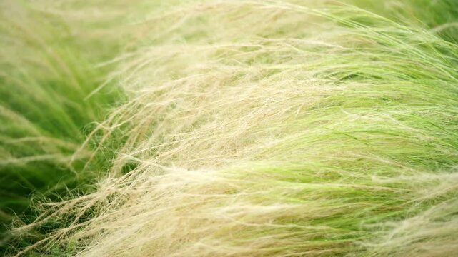 Delicate feather grass swaying in wind, soft natural texture background 4K25p