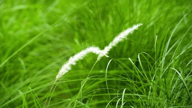 Two Imperata cylindrica (Cogon grass) in the fields 4K25p