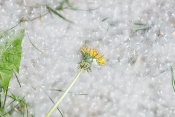 Yellow Taraxacum officinale dandelion flower lying on a thick layer of white Populus nigra cottonwood fluff on green grass in Poland, summer outdoor macro shot. © Lina