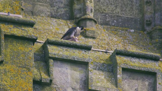 Telephoto wildlife shot of a peregrine falcon preparing prey on the historic stonework of Salisbury Cathedral in Wiltshire, England, showing urban raptor feeding behaviour against medieval Gothic