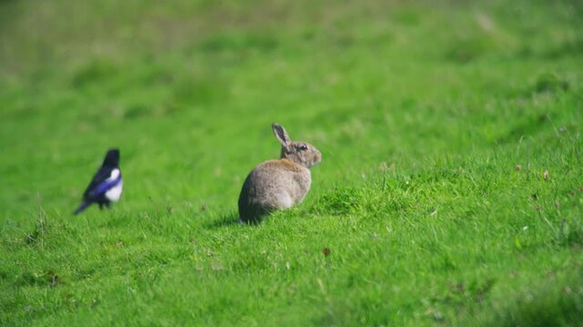 Wild rabbit sitting alert in a green grass field, surrounded by natural countryside habitat on a bright spring day in the United Kingdom.