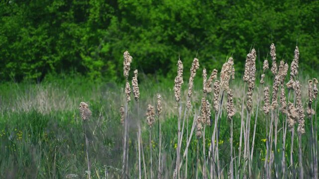 Close view of wetland plants and tall reed-like stems growing in a green natural habitat, surrounded by soft grass and woodland background.