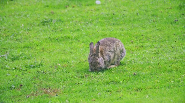 Wild rabbit feeding in a bright green grass field, surrounded by natural countryside habitat on a spring day in the United Kingdom.