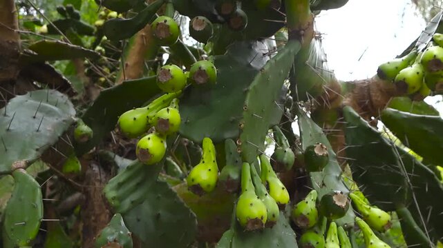 Detail shot of an Opuntia ficus indica cactus with its cladodes covered in sharp spines and young, unripe green fruit growing