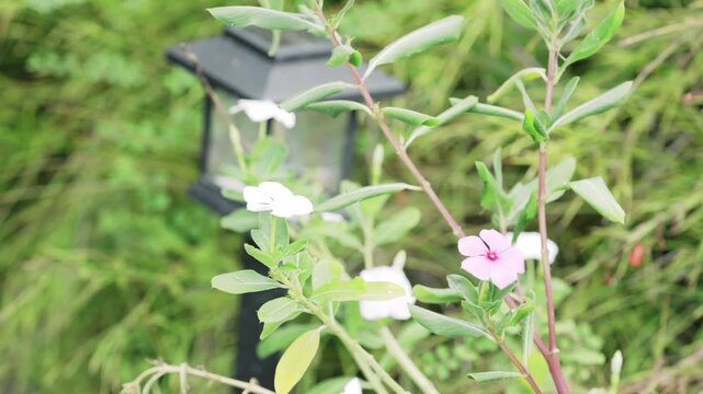 pink flower in garden