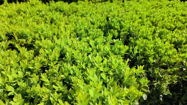 Dense green foliage of a buxus sempervirens shrub, also known as common boxwood, swaying gently in a garden, creating a natural textured background for landscaping and botanical concepts