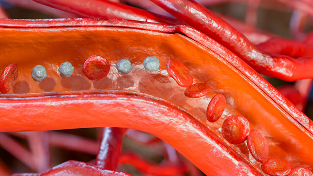 Blood Flow in Human Capillaries and Microcirculation, Red and White Blood Cells Moving Through a Vessel,  Erythrocytes and Leukocytes Moving Through Microvasculature, 3d render