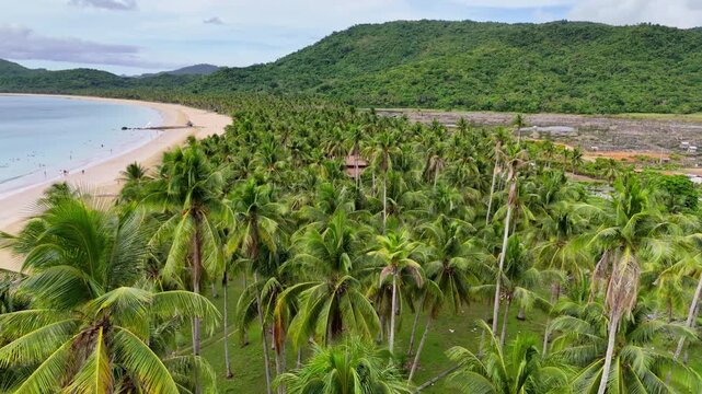 Aerial drone view of a dense coconut palm grove with a sandy beach and turquoise water along the left edge and green hills behind, Nacpan Beach, El Nido, Palawan, Philippines.