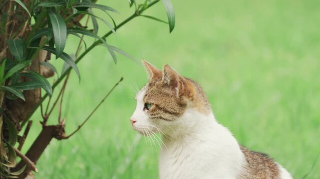 The Aya Triada Greek Orthodox Church, located near Taksim Square in Istanbul, features architectural details and cats in its garden.