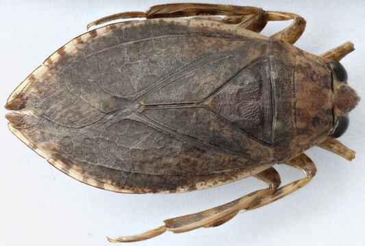 Water bug Belostoma minor from Puerto Rico