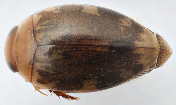 Diving beetle Laccophilus proximus from Puerto Rico