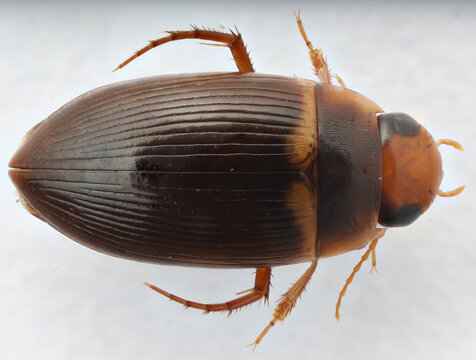 Diving beetle Copelatus caelatipennis from Puerto Rico