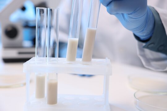 Laboratory testing. Scientist taking test tubes with samples of milk at white table indoors, closeup