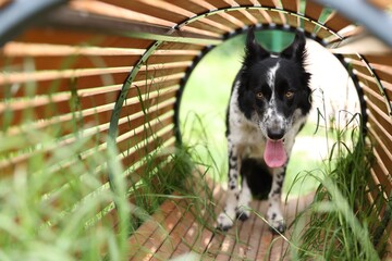 Fototapeta premium Cute dog running through wooden tunnel at training ground