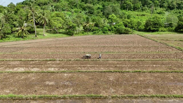 Aerial drone view of tilled and partially flooded rice field plots with green seedling rows and jungle hills under a partly cloudy sky, El Nido, Palawan, Philippines.