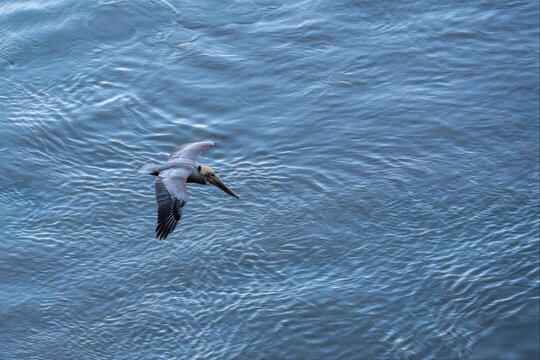 Bird in flight La Paz Mexico