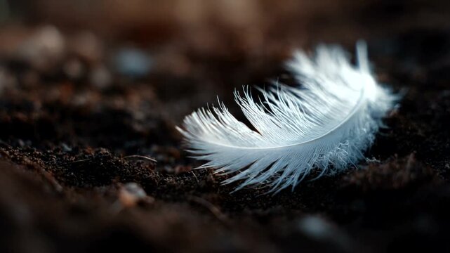 Delicate white feather resting on dark soil background