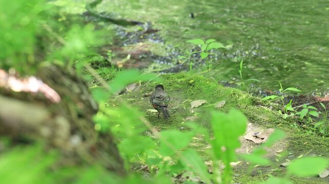Merle d'am&eacute;rique sur le sol dans un bois&eacute;
