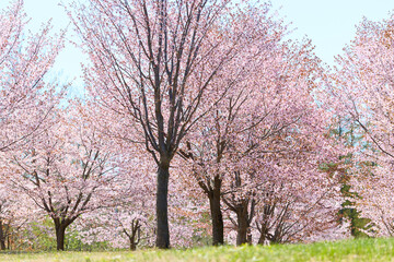 中札内村の桜 © makieni