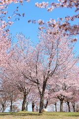 中札内村の桜 © makieni