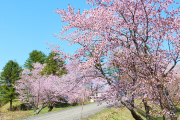 中札内村の桜 © makieni
