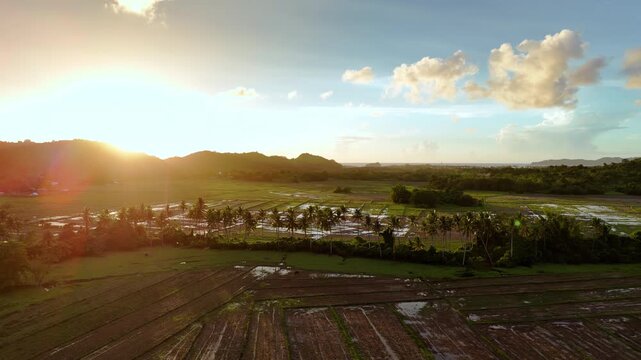 Aerial drone view of wide flooded rice paddies and a row of coconut palms at golden sunset with a low green hill silhouetted behind, Barotuan, El Nido, Palawan, Philippines.