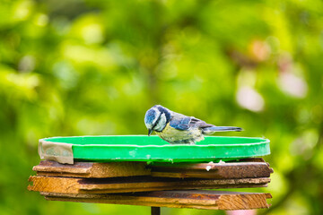 a titmouse on a bird feeder in the garden, illuminated by the May sun © ogikk