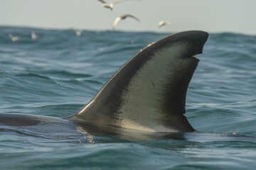 Obraz premium Shark fin breaking ocean surface. Symbol of fear and marine predator. Genertaive ai, AI generated